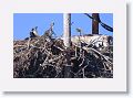 Day6-AM-GuerroNegro - 18 * Osprey chick. * Osprey chick.